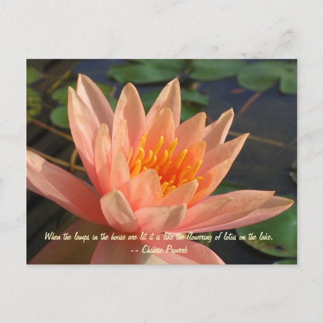Schöne Orange Wasserlilie Postkarte (Vorderseite)