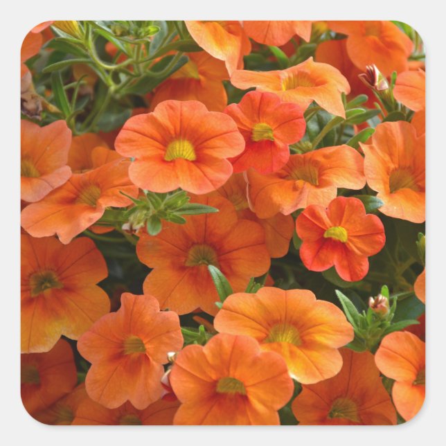 Schöne Orangenblättrige Blume Quadratischer Aufkleber (Vorderseite)
