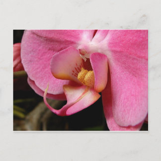 Schöne Orchid-Fotos Postkarte