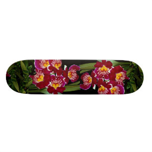 Schöne Orchidee, Miltoniakreuzung Skateboard