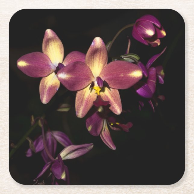 Schöne Orchideen Rechteckiger Pappuntersetzer (Vorderseite)