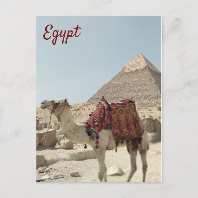 Schöne orientalische, Pyramiden Camel Ägypten Post Postkarte (Vorderseite)