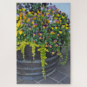 Schöne Pansy-Pflanze