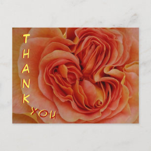 Schöne Pastellrose Nahaufnahme Dankeschön-Postkart Postkarte