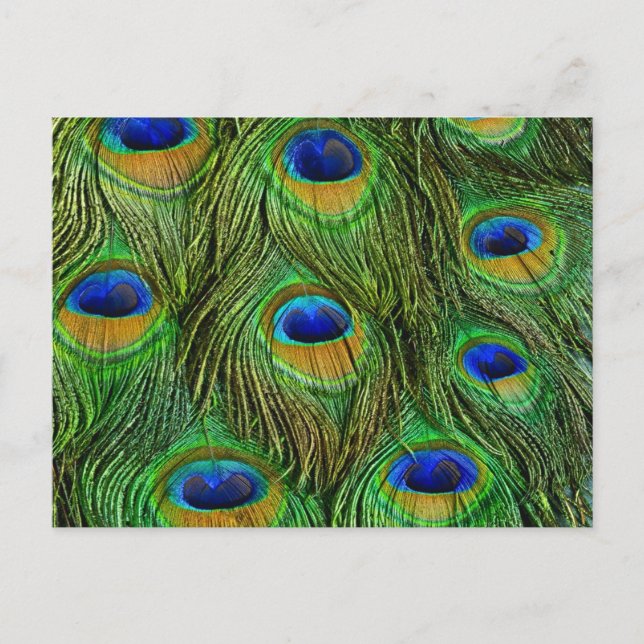 Schöne Peacock Feathers Postkarte (Vorderseite)