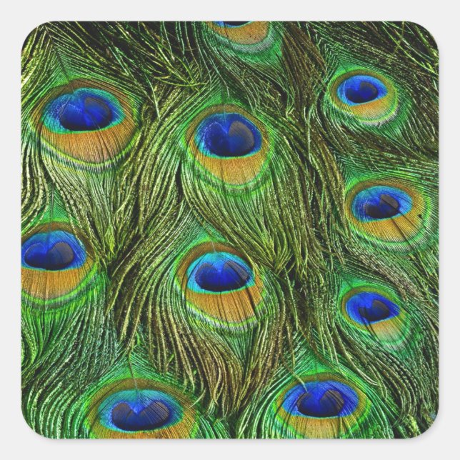 Schöne Peacock Feathers Quadratischer Aufkleber (Vorderseite)
