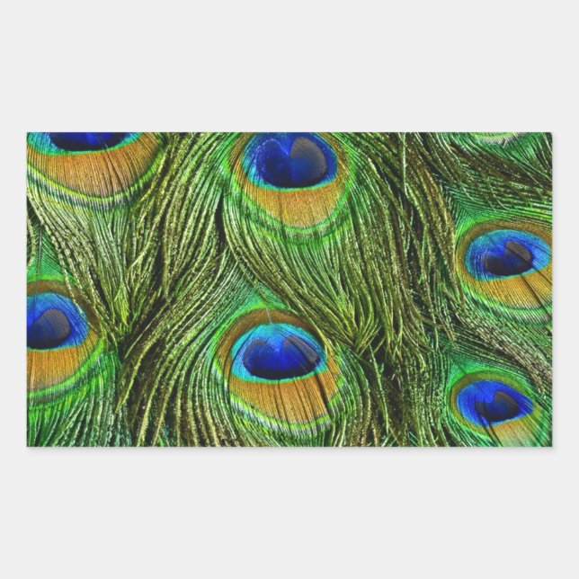 Schöne Peacock Feathers Rechteckiger Aufkleber (Vorderseite)