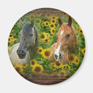 Schöne Pferde im Feld der Sonnenblumen Magnet