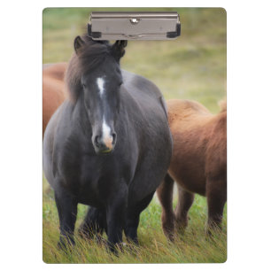 Schöne Pferde Klemmbrett