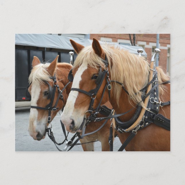 Schöne Pferde mit Driving Harness Postkarte (Vorderseite)