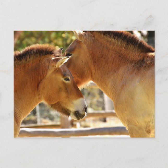 Schöne Pferde Postkarte (Vorderseite)