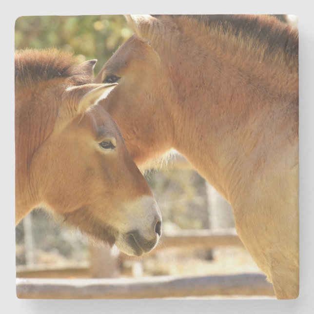 Schöne Pferde Steinuntersetzer (Vorderseite)