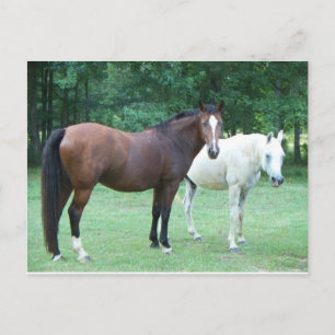 Schöne Pferdepostkarte Postkarte