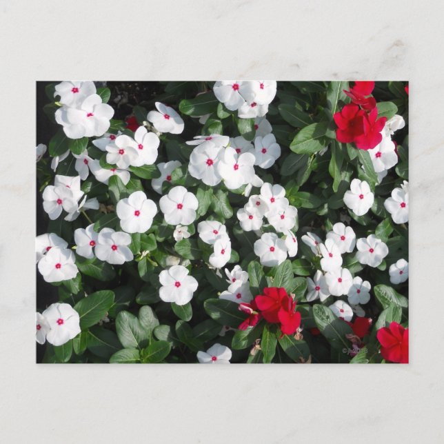 Schöne Pflanze Rot und Weiß Vinca Baltimore Hafen Postkarte (Vorderseite)