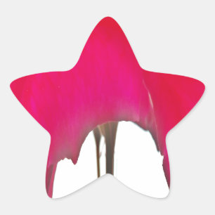 Schöne phantastische Rote Rose unter weißem Himmel Stern-Aufkleber