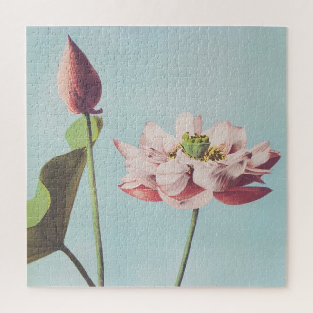 Schöne photomechanische Drucke von Lotus-Blume (Vertikal)