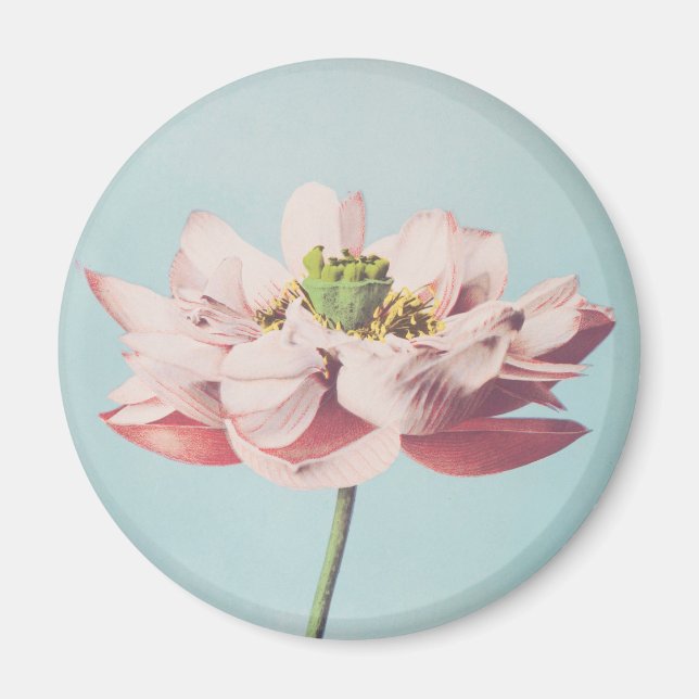 Schöne photomechanische Drucke von Lotus-Blume Magnet (Vorne)