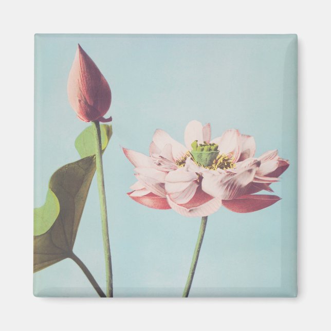 Schöne photomechanische Drucke von Lotus-Blume Magnet (Vorne)