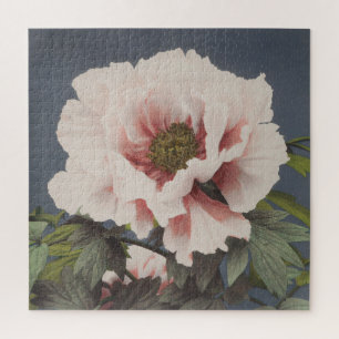 Schöne photomechanische Drucke von Peony-Blume