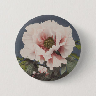 Schöne photomechanische Drucke von Peony-Blume Button