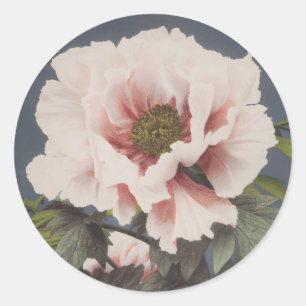 Schöne photomechanische Drucke von Peony-Blume Runder Aufkleber