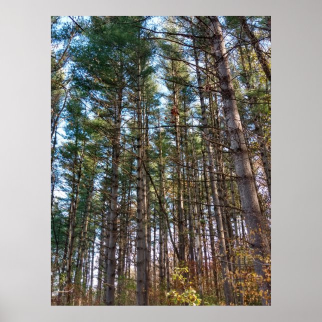 Schöne Pinienbäume im Herbst Poster (Vorne)