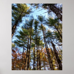 Schöne Pinienbäume im Herbst Poster