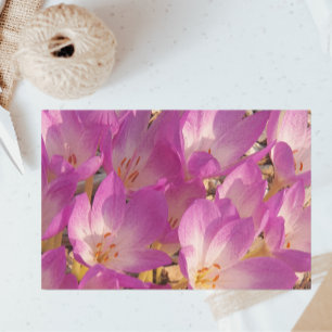 Schöne PInk Autumn Crocuses Floral Seidenpapier
