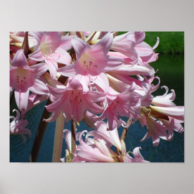 Schöne Pink Lilies Poster (Vorne)