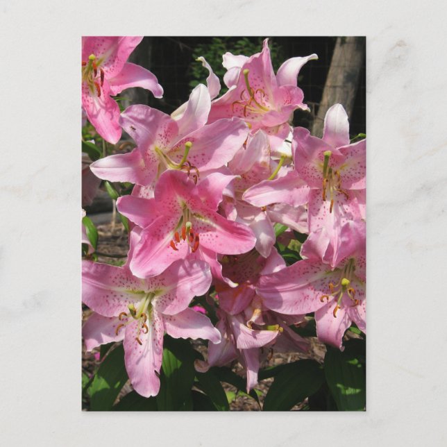 Schöne Pink Lilies Postkarte (Vorderseite)