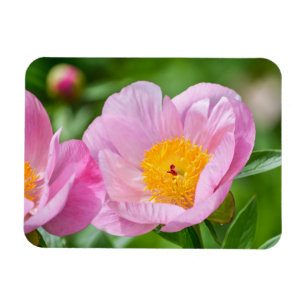 Schöne Pink Peony Garden Blume Magnet