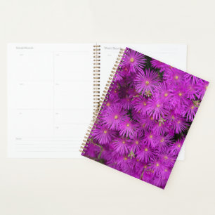 Schöne Pink Putple Blume Blumen Planer