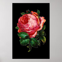 SCHÖNE PINK ROSE