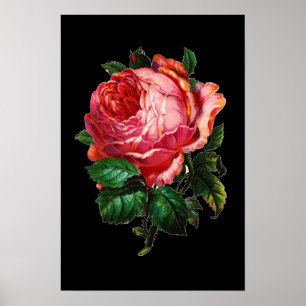 SCHÖNE PINK ROSE POSTER