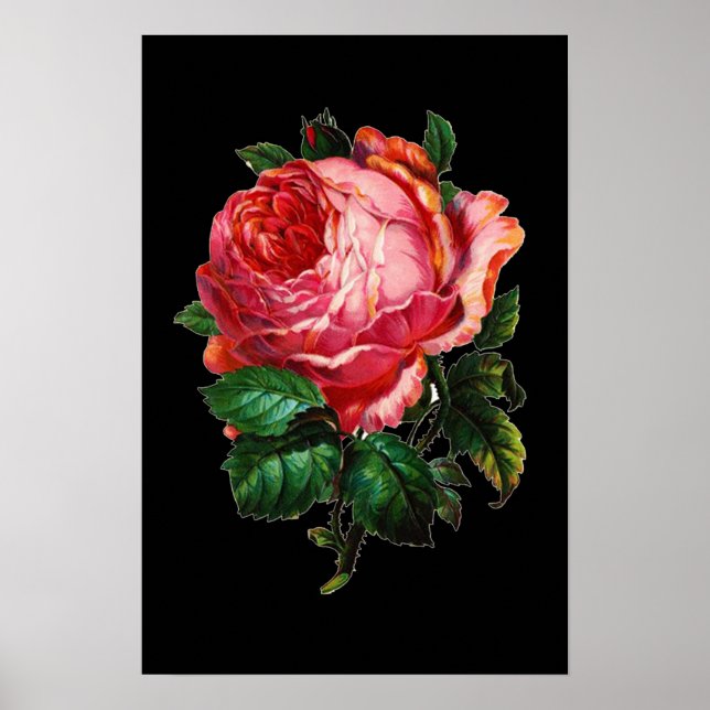 SCHÖNE PINK ROSE POSTER (Vorne)