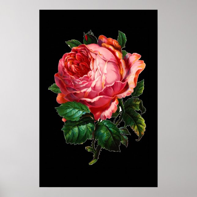 SCHÖNE PINK ROSE POSTER (Vorne)