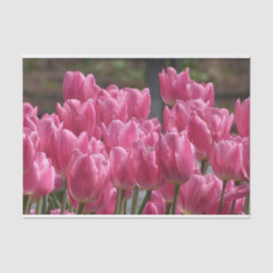 Schöne Pink Tulip Blume Seidenpapier