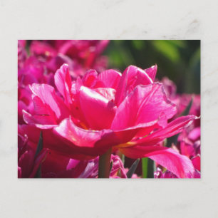 Schöne Pink Tulip Nah Up DIREKT Postkarte