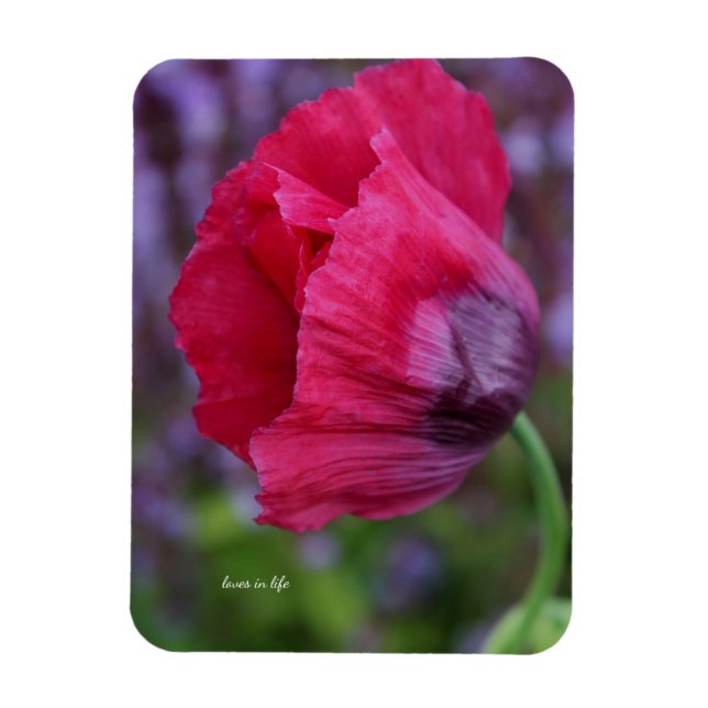Schöne PInk und Lila Poppy-Blume Magnet (Vertikal)