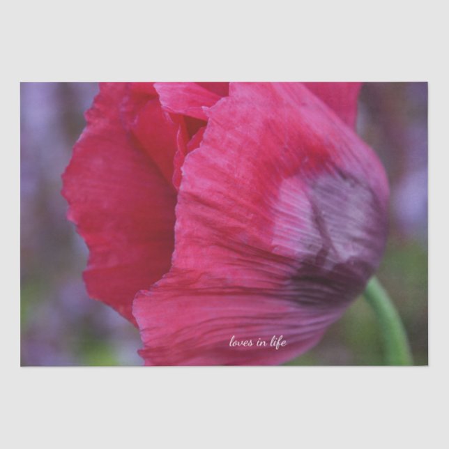 Schöne PInk und Lila Poppy-Blume Seidenpapier (Vorderseite)