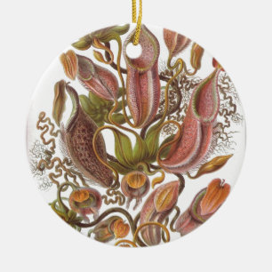 Schöne Pitcher-Pflanze gezeichnet von Haeckel Keramik Ornament