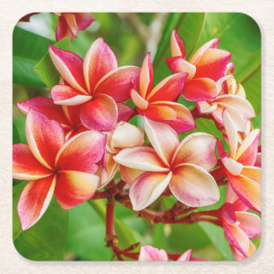 Schöne Plumeria-Blume Rechteckiger Pappuntersetzer