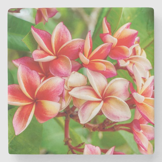 Schöne Plumeria-Blume Steinuntersetzer (Vorderseite)