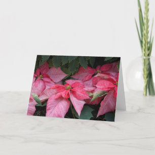 Schöne Poinsettia-Foto-Weihnachtskarte Feiertagskarte