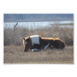 Schöne Ponyphotographie Fotodruck