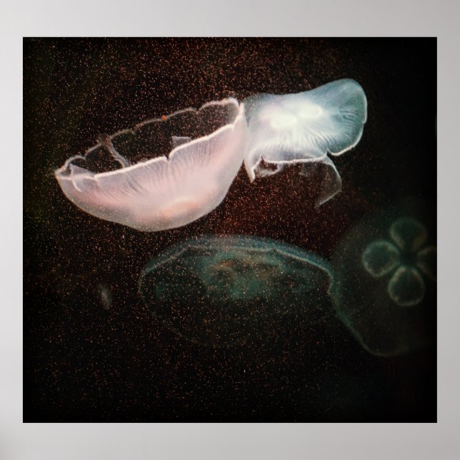 Schöne Qualle Poster (Vorne)
