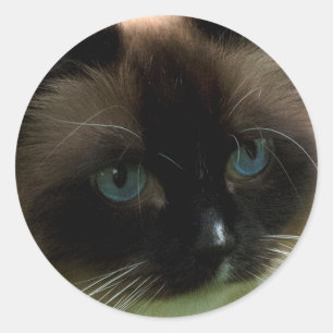 Schöne Ragdoll Cat Runder Aufkleber