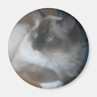 Schöne Ragdoll Hymalayan Cat Gazing Außenbereich Magnet