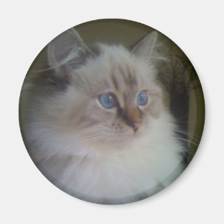 Schöne Ragdoll Hymalayan Cat Gazing in Winter Magnet