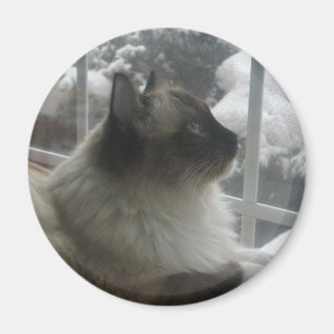Schöne Ragdoll Hymalayan Katze, die in Winter Magnet